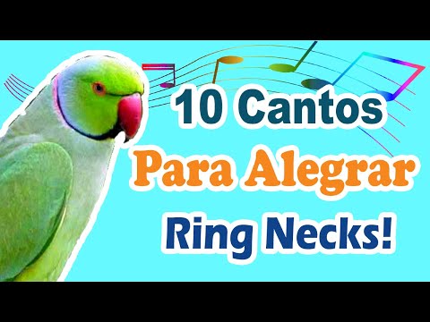 10 assobios para alegrar ring neck - cantos para alegrar ring necks - cantos deixar ring neck feliz