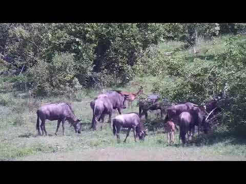 Djuma: Nyalas, Impalas and Wildebeest herd with two new calves - 08:50 - 12/02/21