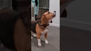 The BEAGLE's Secret SUPERPOWER 🧬👃 #SHORTS