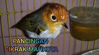 Download lagu CIKRAK MAHKOTA⁉️ GACOR DOR SUARANYA MANTUL BANGET mp3