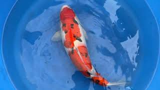 video van Sanke SA-V24-10217