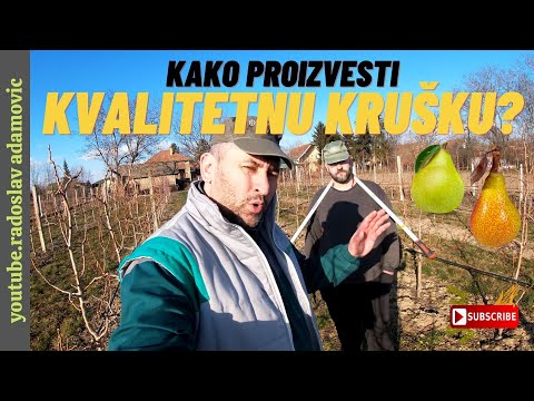 KAKO PROIZVESTI KVALITETNU KRUŠKU? ; HOW TO PRODUCE A QUALITY PEAR?