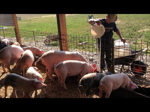 combaterea limbricilor la porci