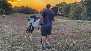 Episode 87 - The Making Of Scotch - Percheron x American Paint Horse