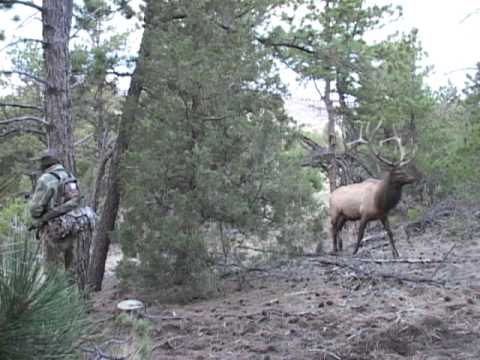 elk-bugling-in-wyoming