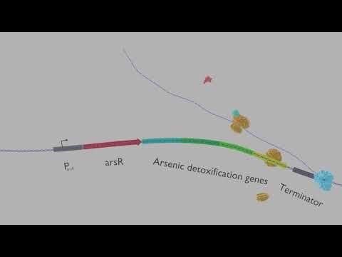 How biosensors work - based on the natural arsenic detoxification pathway