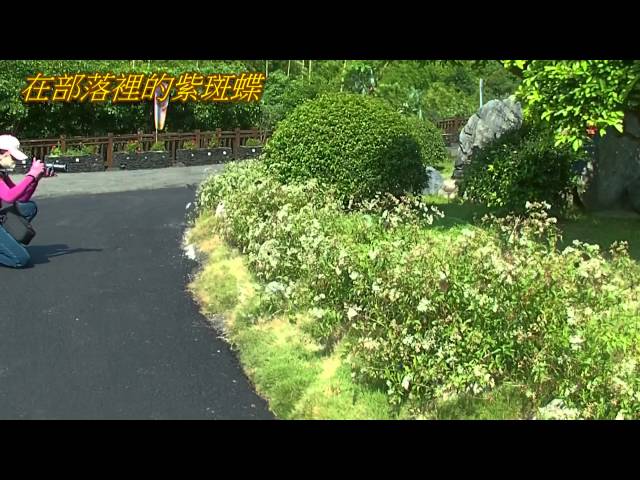 茂林紫斑蝶剪影 - 2014.10.08