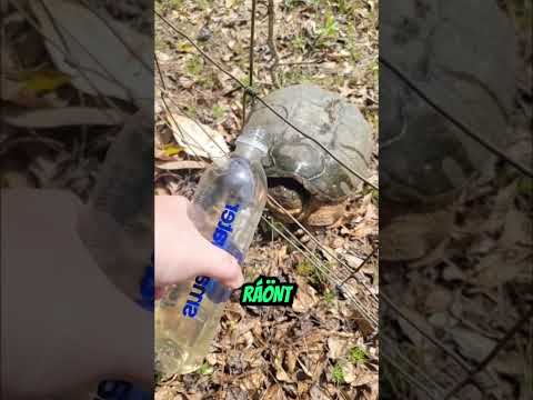 A lány óriási hibát követett el a teknőssel… és nem is tudta 😳🐢#shorts