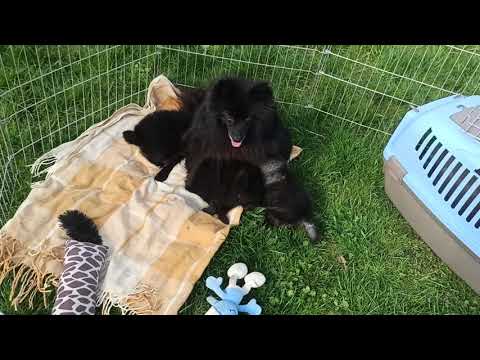 "M" Karamit Nova - německý střední špic, narození 30.03.2021