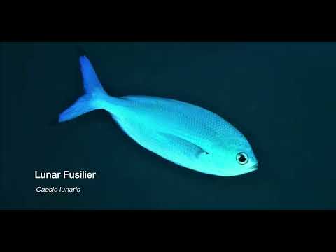 6 Fusillier - scuba diving video