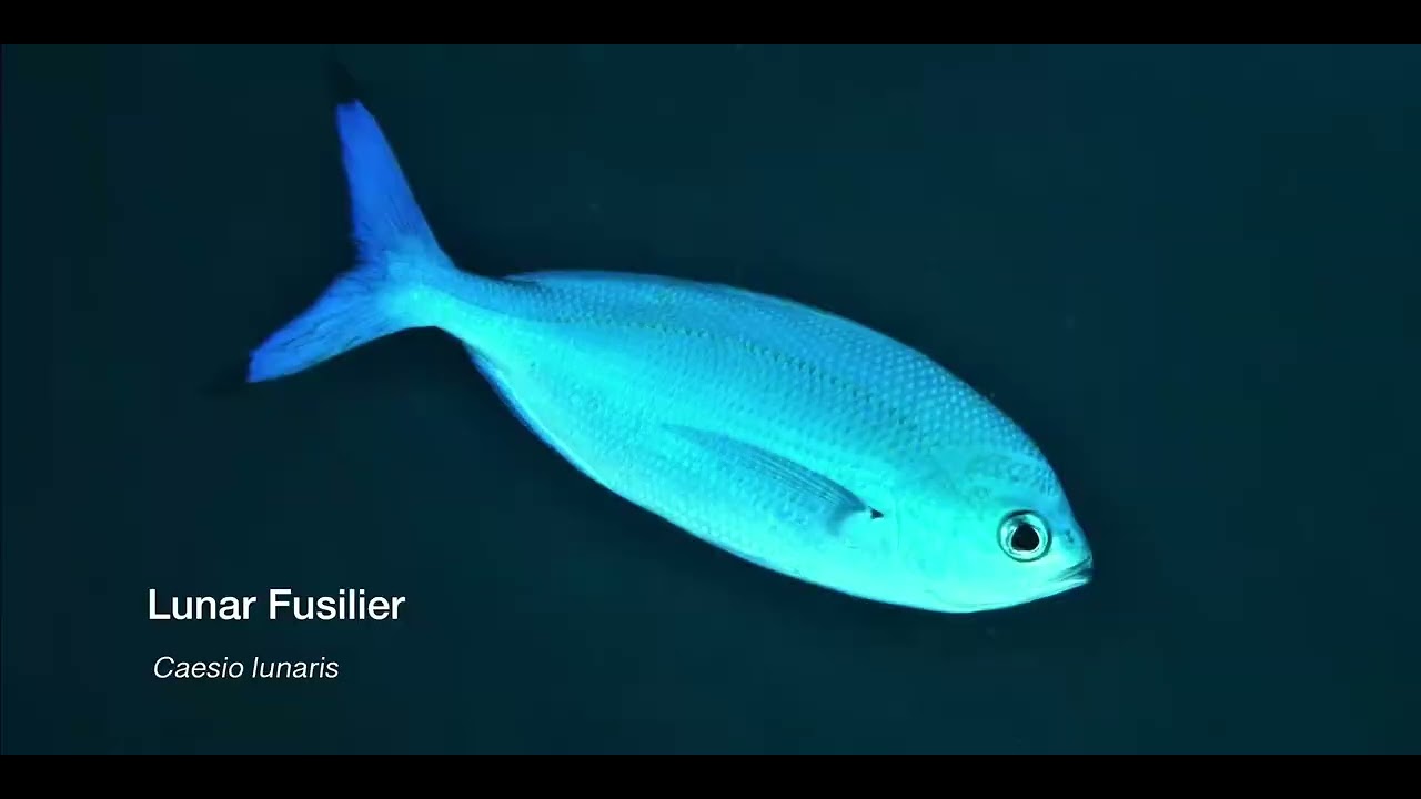 6 Fusillier 