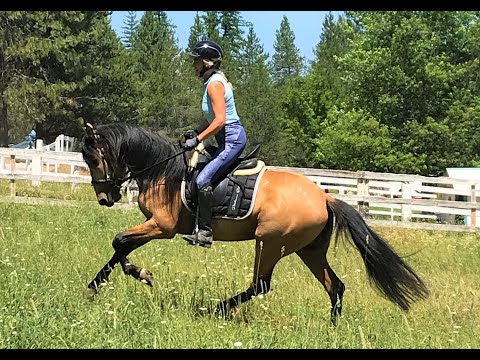 Maximiliano 2017 Lusitano Cross Gelding August 2021
