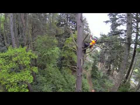 The UK's tallest Scots Pine at Cragside