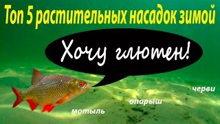 Лучшие наживки для зимней рыбалки