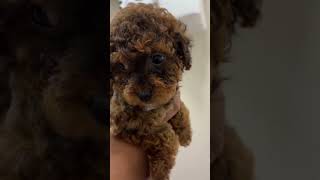 Video preview image #2 Poodle (Miniature) Puppy For Sale in WALDORF, MD, USA