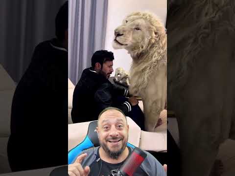 Leão branco lindo como animal de estimação