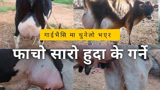 गाई भैसि को फाचो सारो हुदा के गर्ने #drbhat #buffalo  #cattle