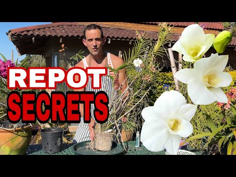 How to grow Dendrobium Phalaenopsis Orchids successfully | Complete care guide