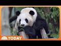 Get a First Look at the Giant Pandas Heading to Zoo Atlanta