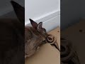Bunny manages to move twig in tricky position