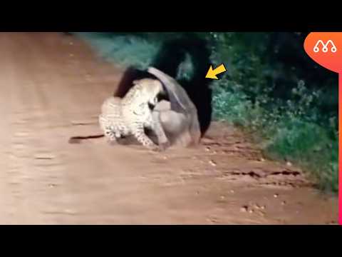 Le jaguar s'est attaqué à la mauvaise proie et a eu ce qu'il méritait.