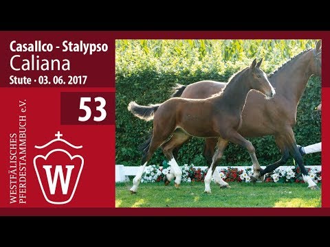 53 Caliana SF v. Casallco - Stalypso