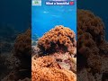 4k Animal Fullscreen WhatsApp Status Nature WhatsApp Status Nature Videos 30 Seconds Under Water