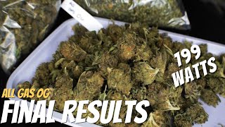 ALL GAS OG: 9 Plant SCROG Mars Hydro TSW 2000 Harvest