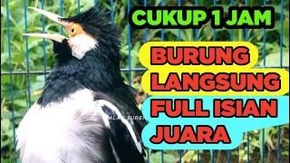 Download lagu Jalak Suren Di Alam Liar Memanggil Betina Gacor Full Isian Cililin Tengkek mantap mp3