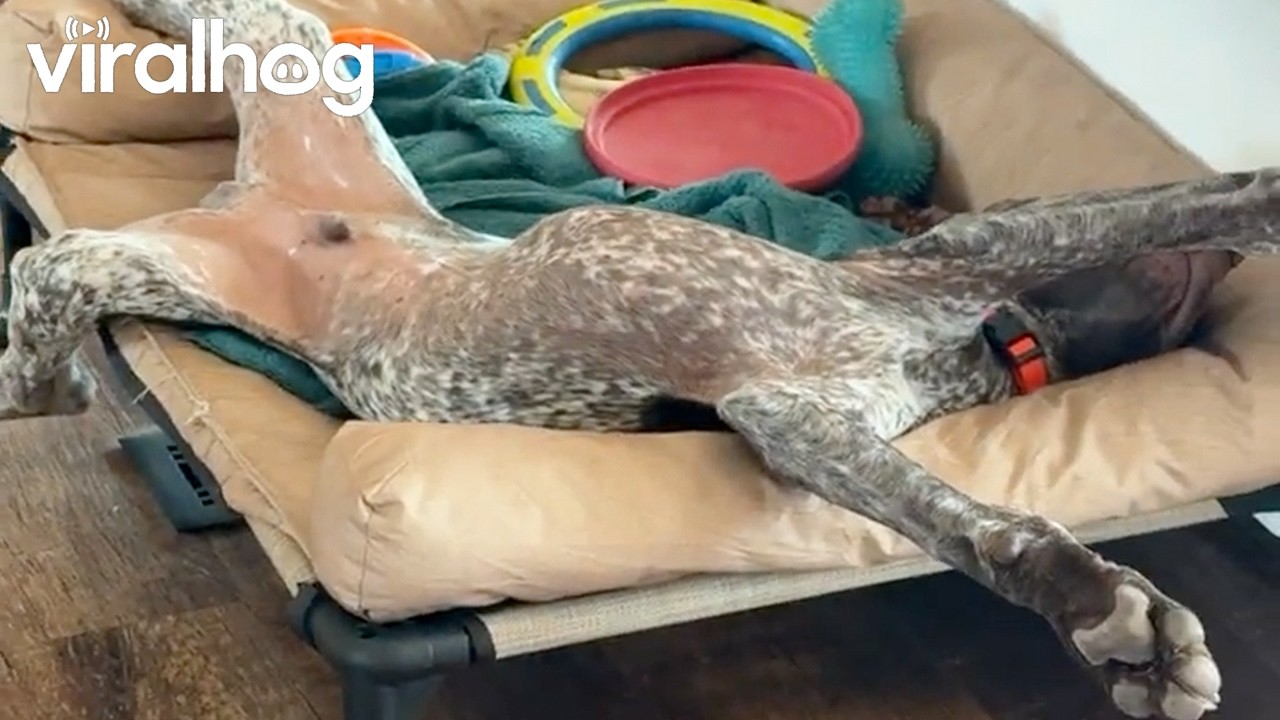 German Shorthaired Pointer Sleeps in Starfish Mode || ViralHog
