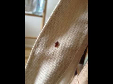 Really NASTY bedbug infestation in London treated by Environ Pest Control