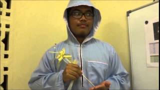 Group 3 Amanita phalloides