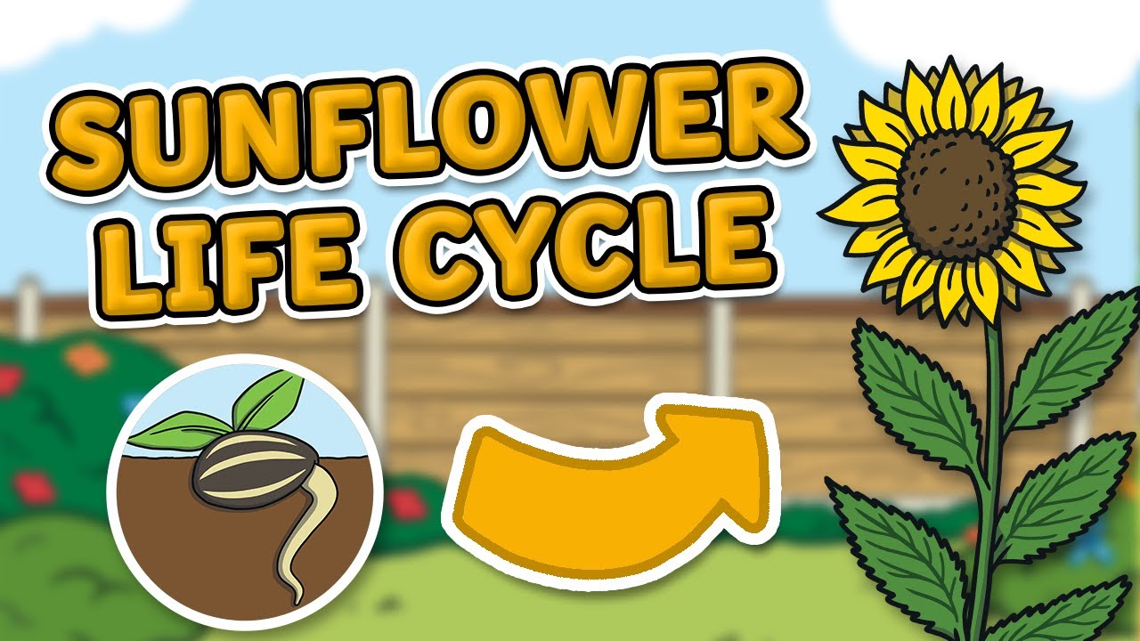 The Life Cycle of a Sunflower | Sunflower Life Cycle | Science for kids!