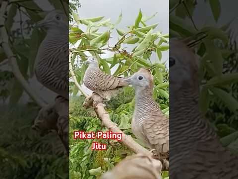 The most top turtle dove lure Calling friends # turtle dove lure sound