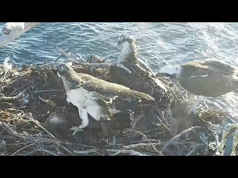 Port_Lincoln Osprey | Siblings rivalry | Ervie aggressive but Falky fight back | 16.11.2021