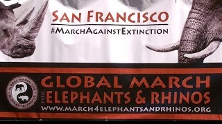 GLOBAL MARCH FOR ELEPHANTS & RHINOS SF - Musical Medicine with Soleil Dakota