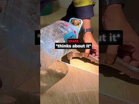 Firefighter tames snake with his aura 🔥