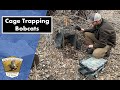 Cage Trapping Bobcats