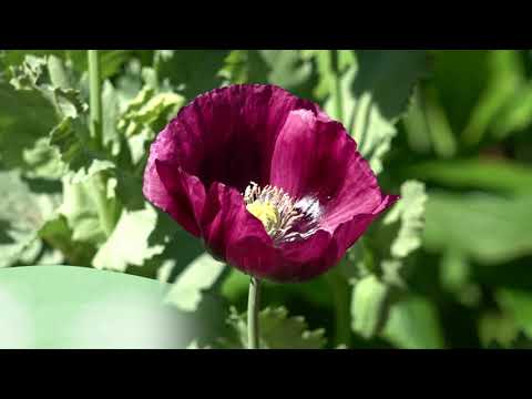 download lagu mp3 mp4 Growing Annual Poppies, download lagu Growing Annual Poppies gratis, unduh video klip Growing Annual Poppies