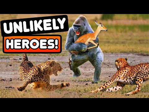 Heartwarming Animal Heroes: Rescues That Will Melt Your Heart! | Absolute Nature