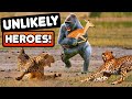 Heartwarming Animal Heroes Rescues That Will Melt Your Heart Absolute Nature