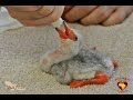 Detroit Zoo Flamingo Rescue Conservation