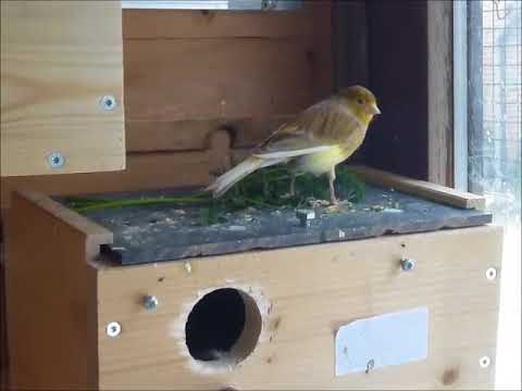 2017 12 14 Hansi mit Möhrengrün