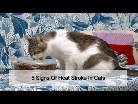 5 Signs Of Heat Stroke In Cats