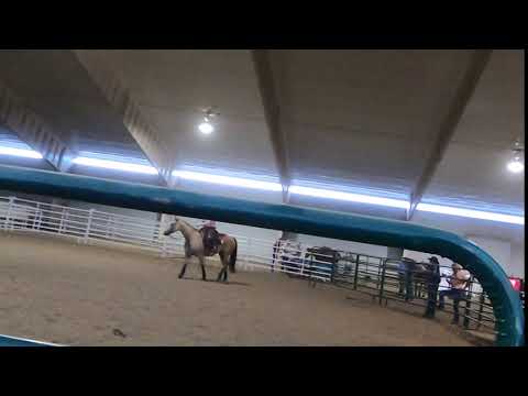 Horse Show 7-29-2018