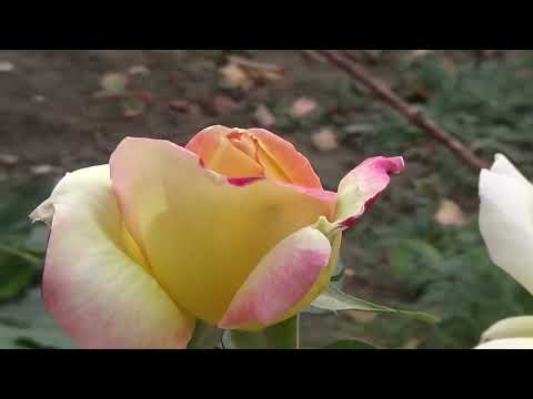 Time Will End All Sorrow Mark Knopfler, for Blue and Yellow