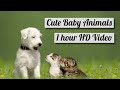 1 Hour Of Playful Animal Babies Cutest Baby Animals In HD Happy Music NO ADS