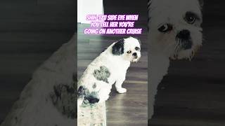 The JUDGEMENT is REAL! 🐶😟 #shihtzu #shorts #fyp #travel #cruise