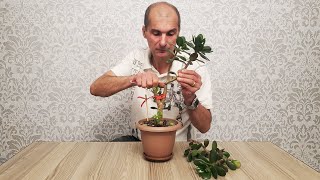 5 незаменимых правил для идеальной формировки крассул | 玉树