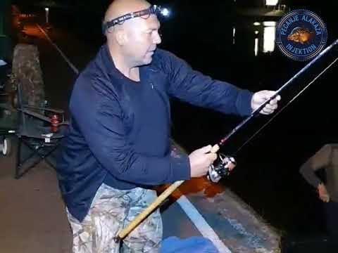 Deverika kapitalna na feeder,snimak od prošle godine.Čika Vlajko Zmaj